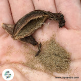 50 Red Cymbidium Orchid flower Seeds (Flower Garden Potted Plants)Thailand Orchids